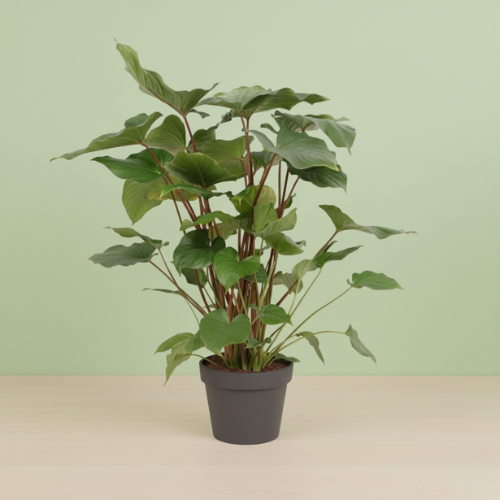 Homalomena Rubescens Maggy