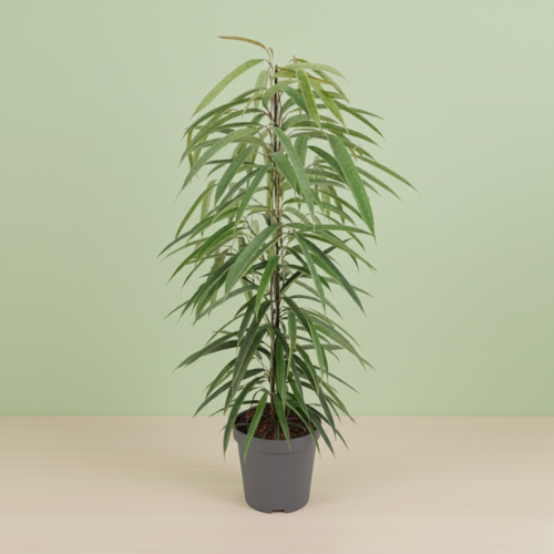 Ficus Binnendijkii Alii