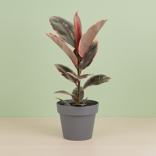 Ficus Elastica Belize