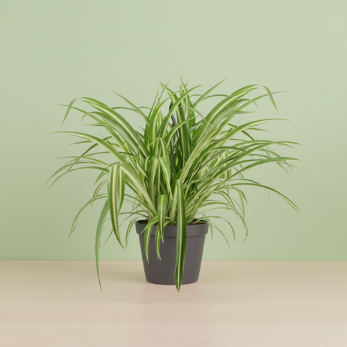 Chlorophytum Comosum