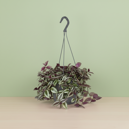 Tradescantia Zebrina Purpusii