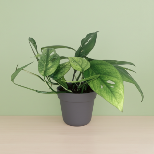 Epipremnum Cebu Blue