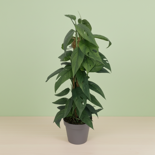 Epipremnum Cebu Blue