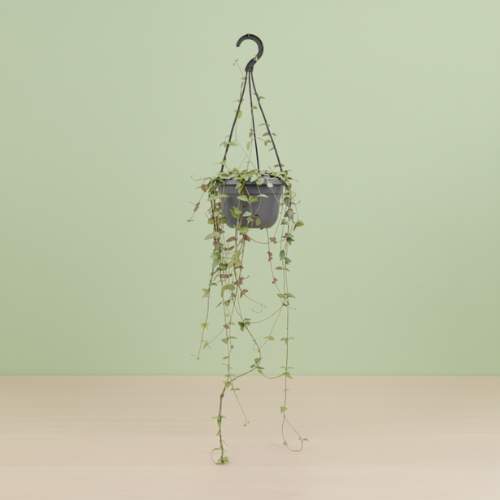 Ceropegia Linearis Remy