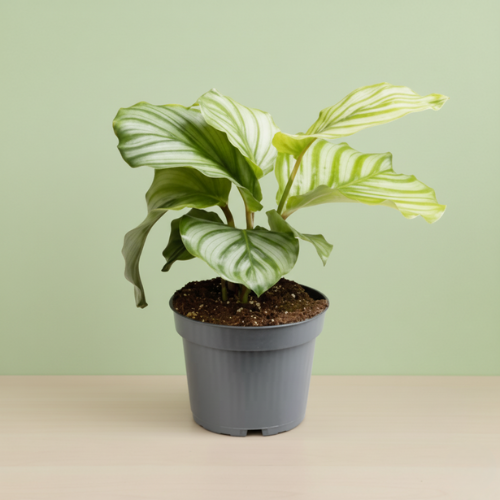 Calathea Orbifolia