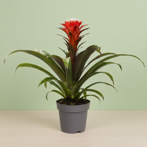 Guzmania Variada