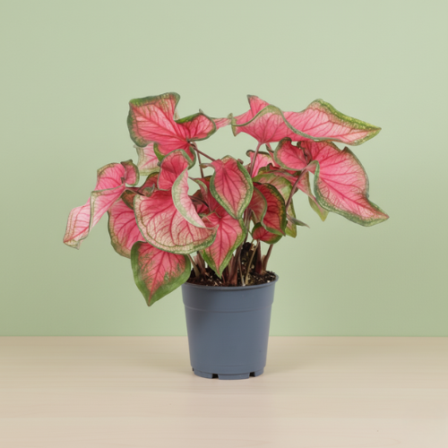 Caladium Sweetheart