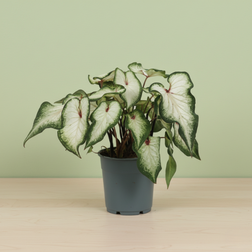Caladium Wit