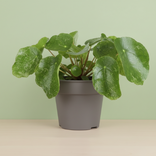 Pilea Sugar