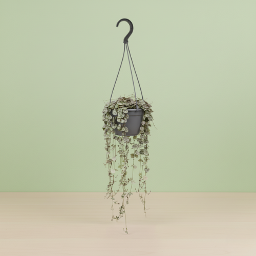 Ceropegia Linearis Subsp. Woodii Variegata