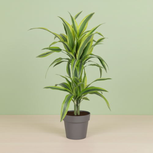 Dracaena Lemon Lime