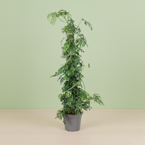 Monstera Adansonii