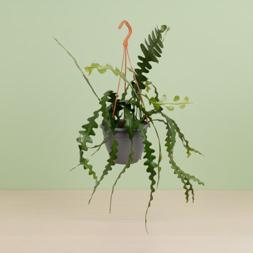 Ephiphyllum Anguliger