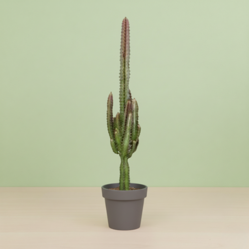 Euphorbia Trigona Rubra