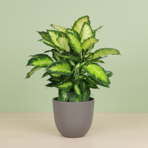Dieffenbachia Camilla
