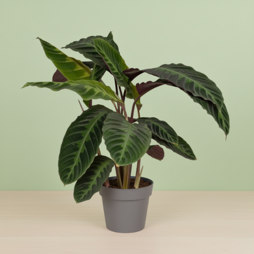 Calathea Warscewiczii