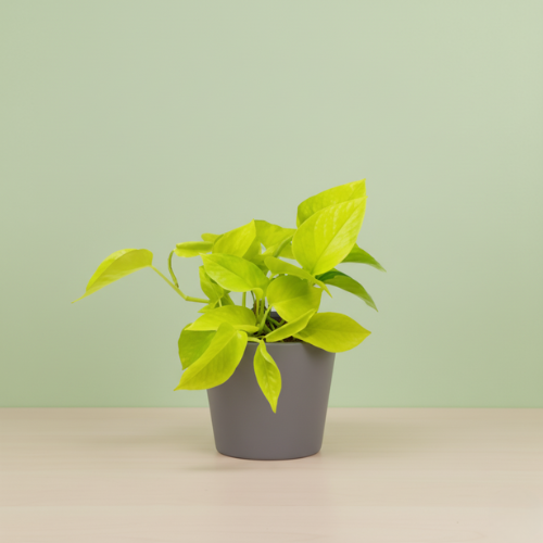 Epipremnum Neon