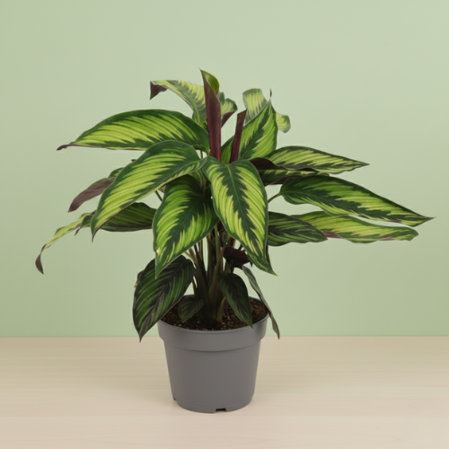 Calathea Majestica Princeps