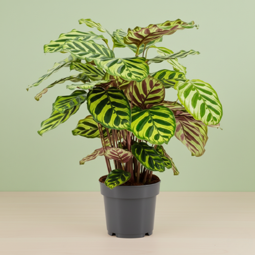 Calathea Makoyana