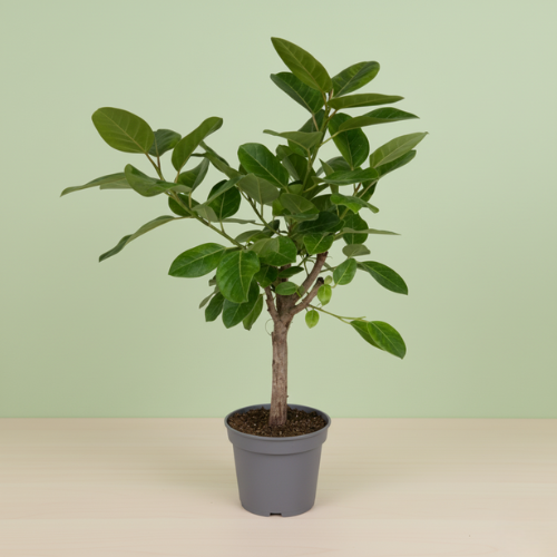 Ficus Altissima