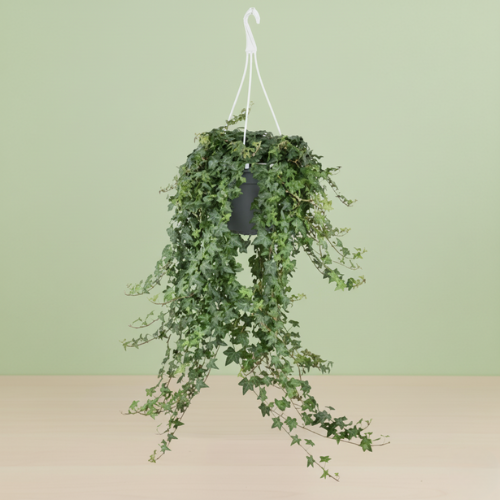 Hedera Helix Pitsburg