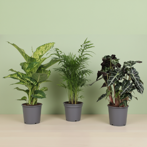 Pack Indoor Plants