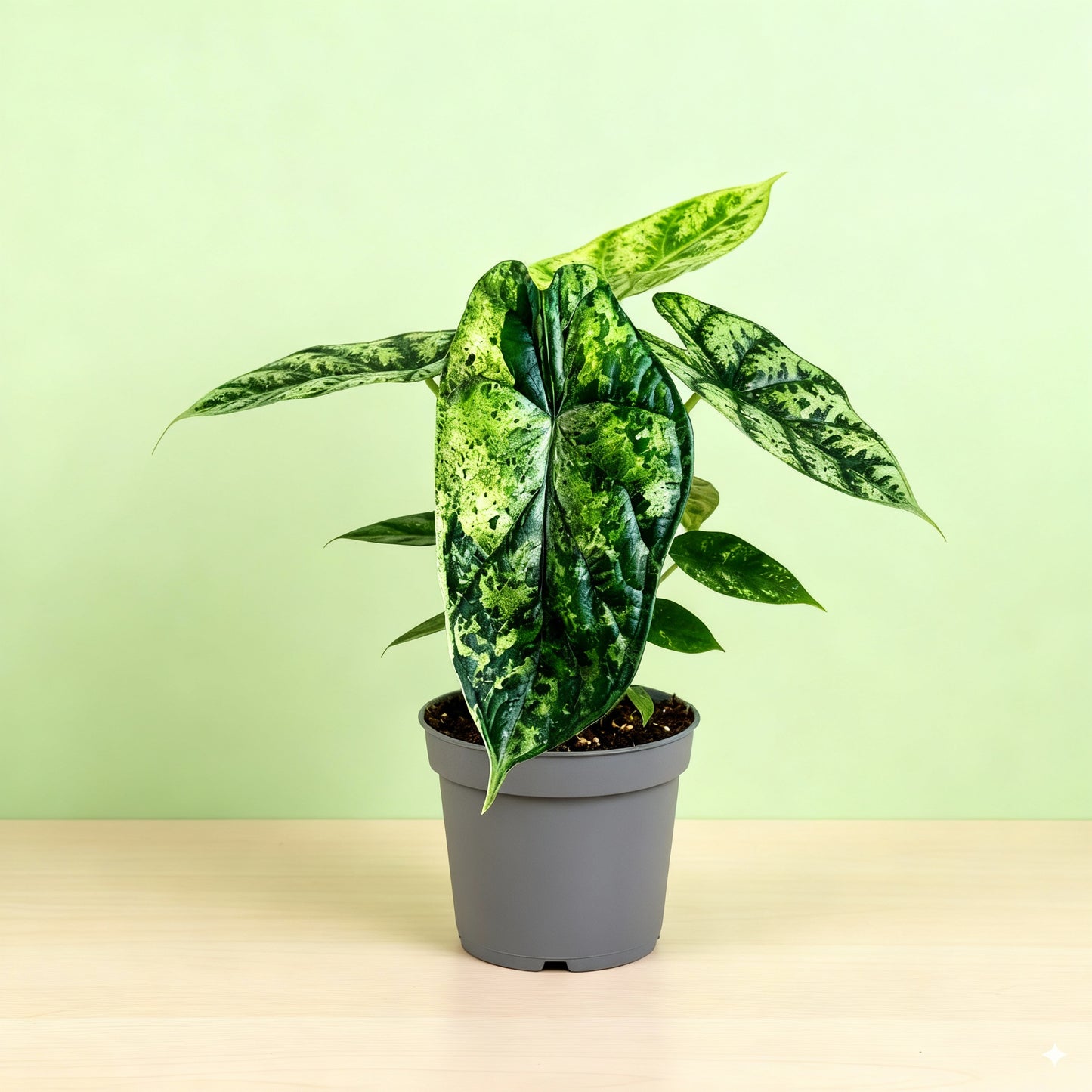 Alocasia Dragon Scale Variegata