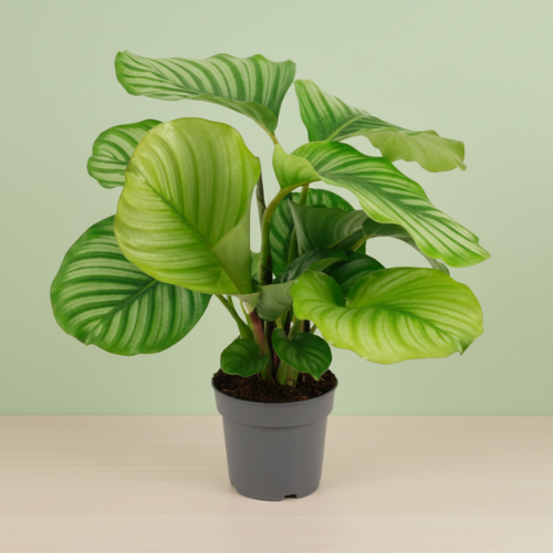 Calathea Orbifolia