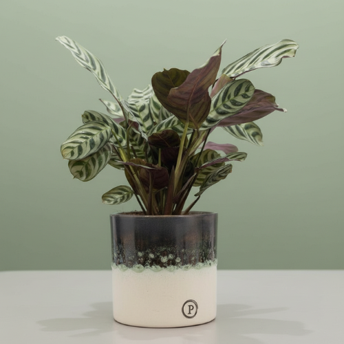 Ctenanthe Burle Marxii + Free Pot