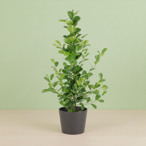 Ficus Microcarpa Moclame