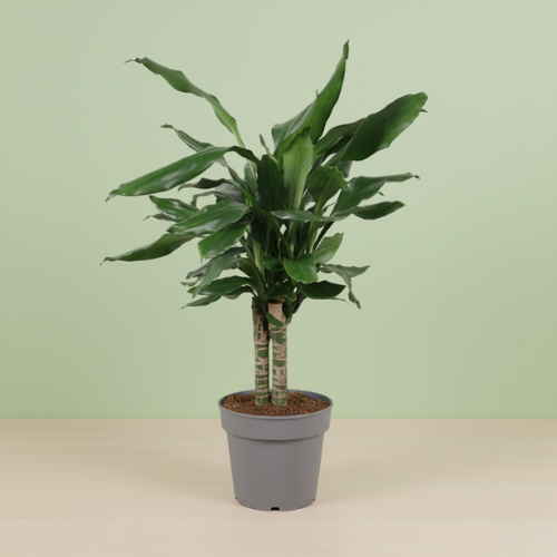 Dracaena Fagrans Steudneri Green