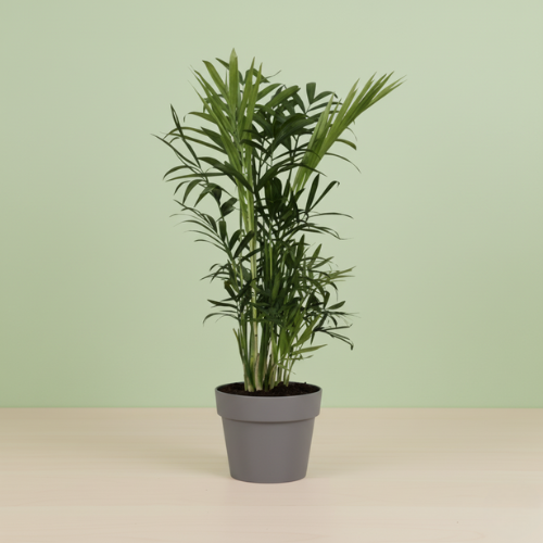 Chamaedorea Elegans