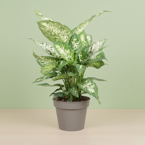 Dieffenbachia Compacta