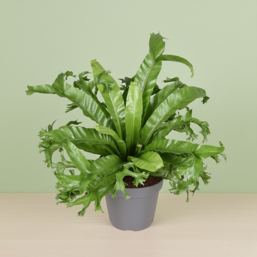 Asplenium Nidus Crissie