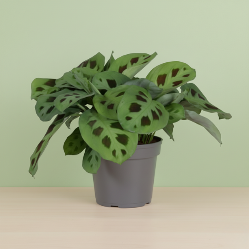 Maranta Leuconeura Kerchoveana