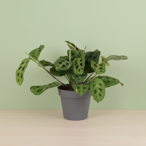 Maranta Leuconeura Kerchoveana Variegata