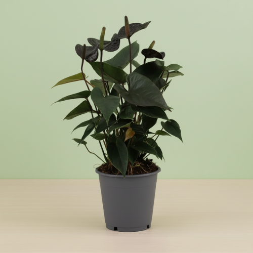 Anthurium Black Love