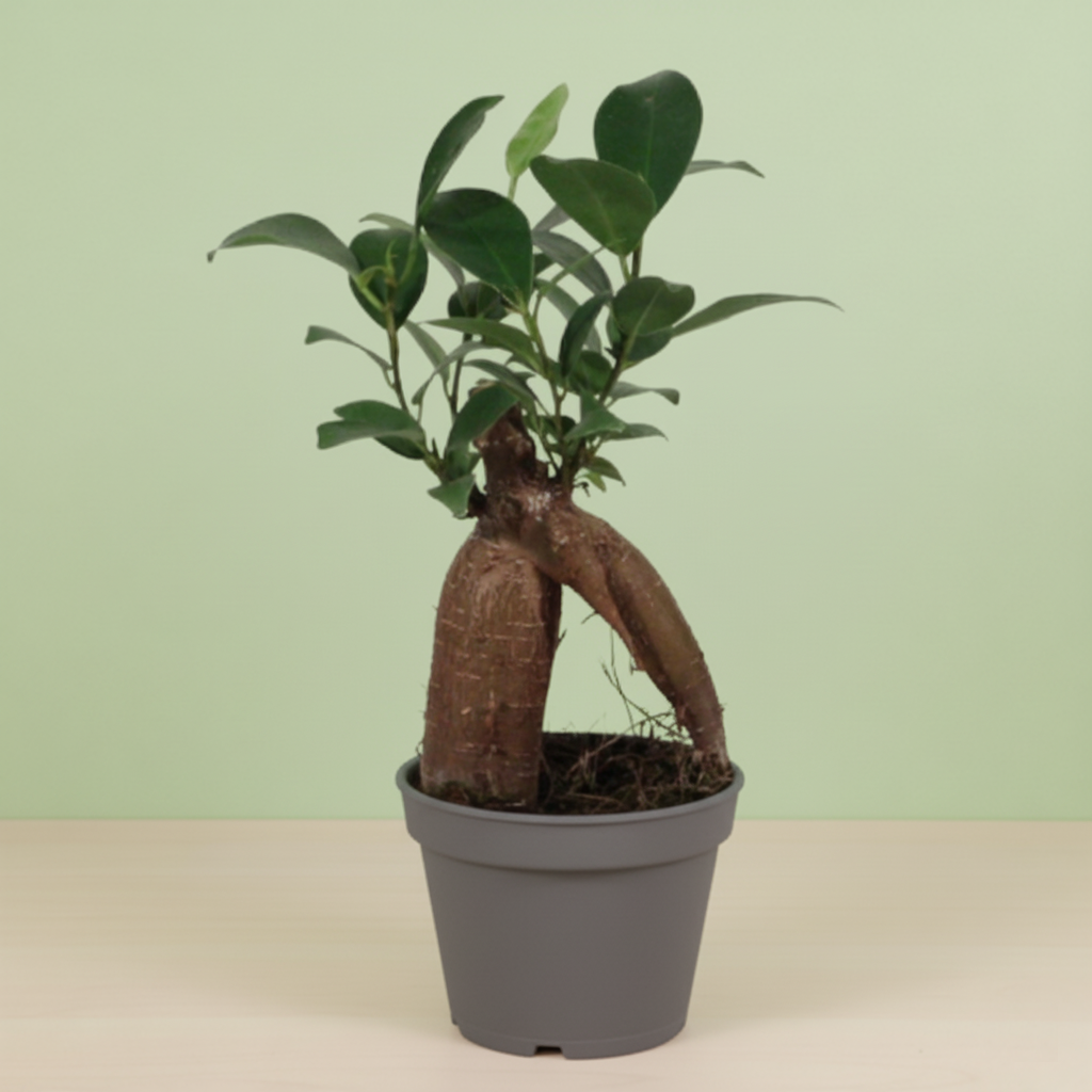 Ficus Ginseng