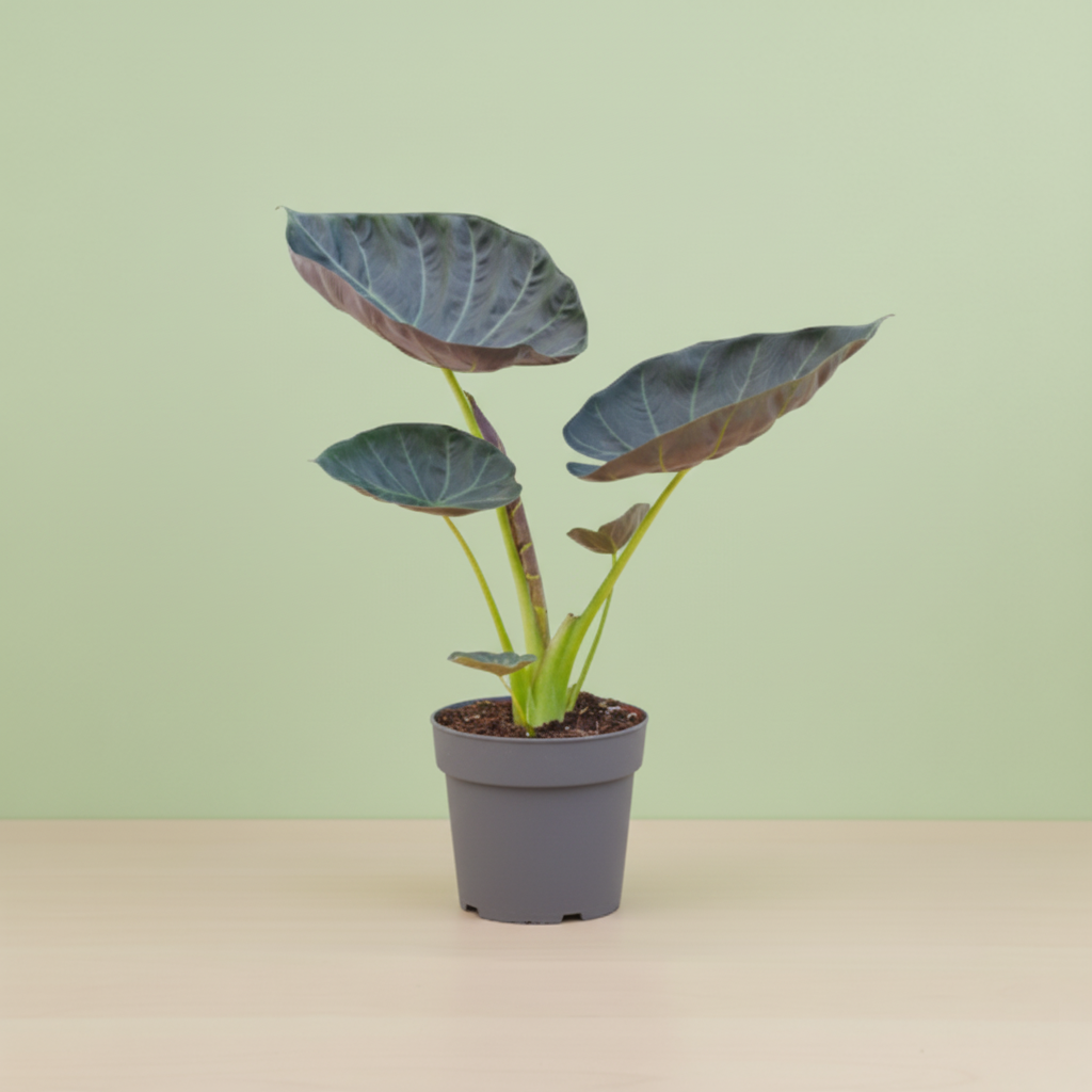 Alocasia Regal Shield