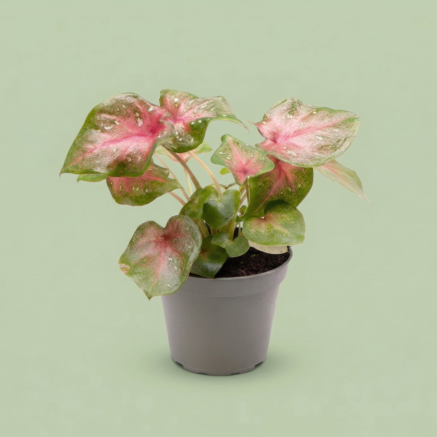 Caladium Casey XS - plants