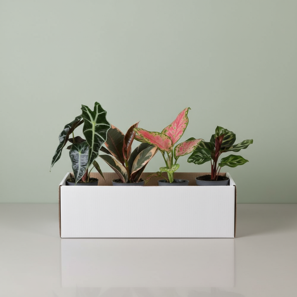 Caja Sorpresa de Plantas Baby