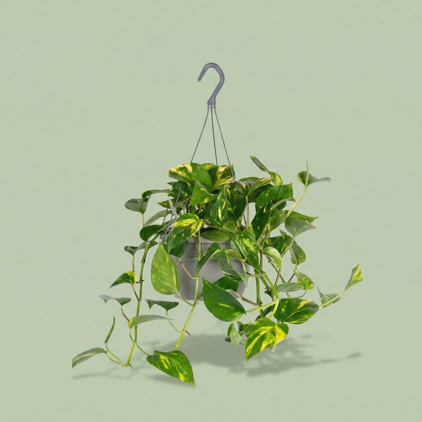 Epipremnum Aureum M - plants