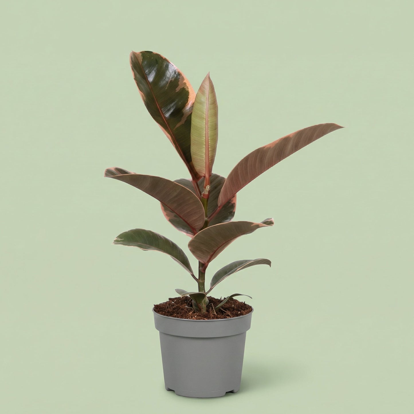 Ficus Elastica Belize M - plants