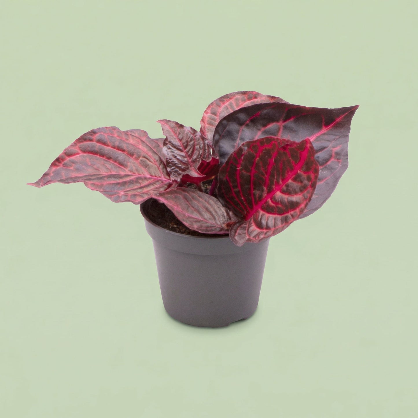 Herbstii Bloodleaf XS - plants