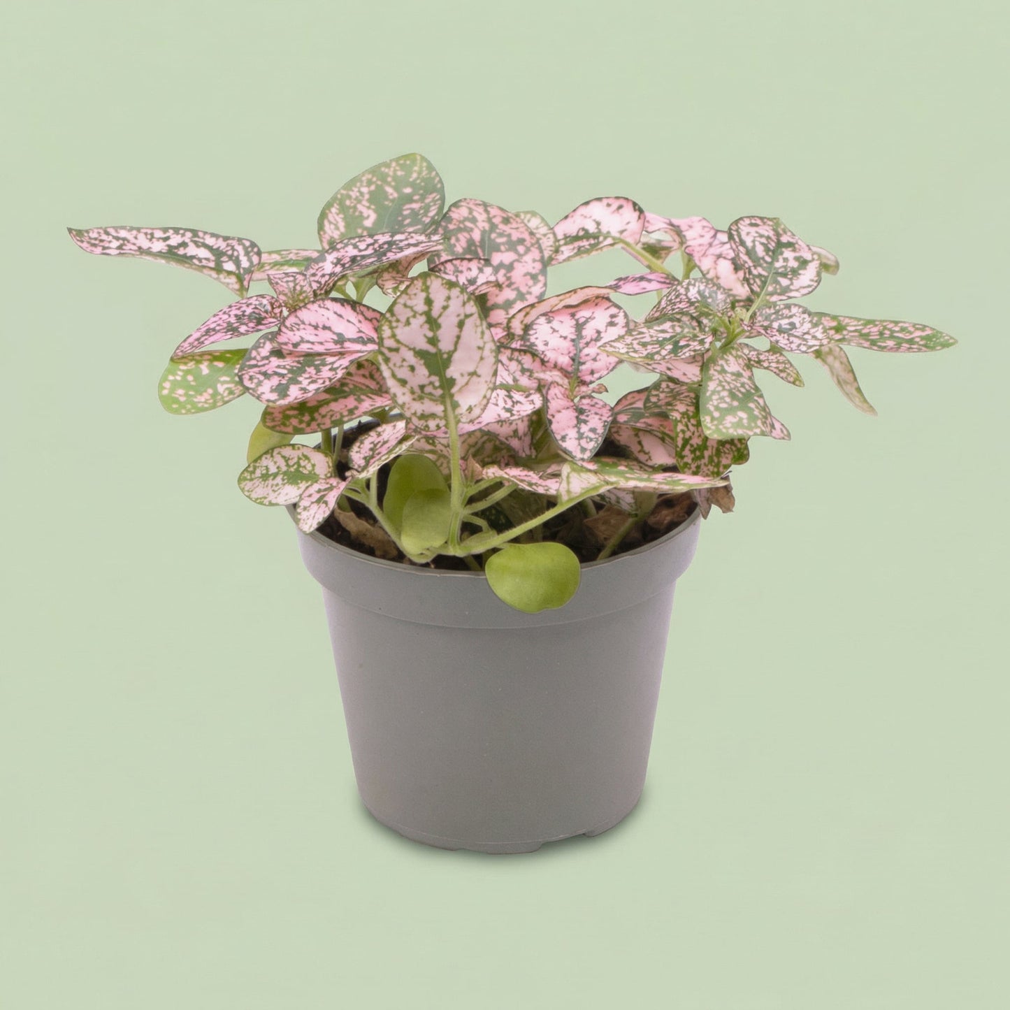 Hypoestes Phyllostachya Pink XS - plants