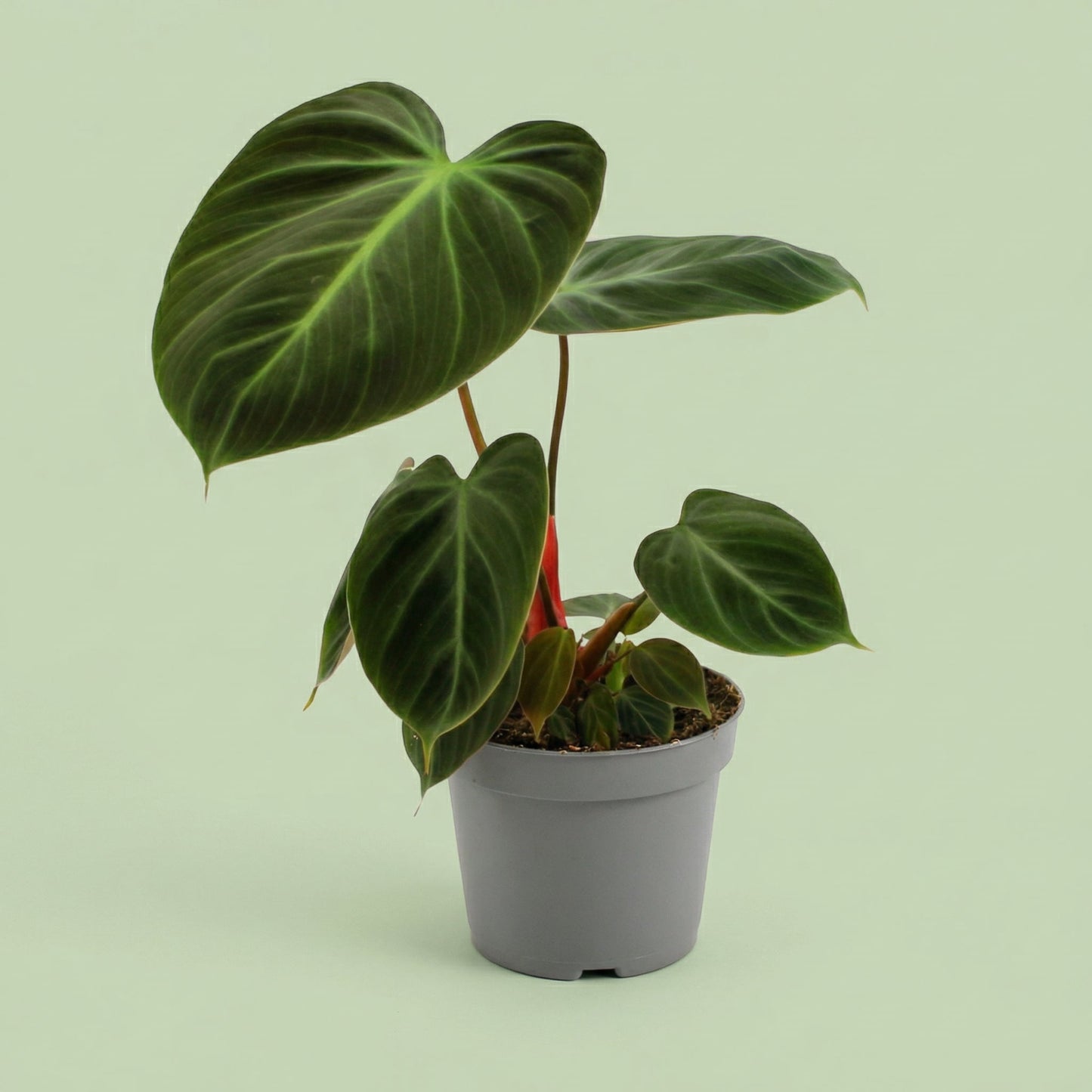 MM-MEC-0368 - plants