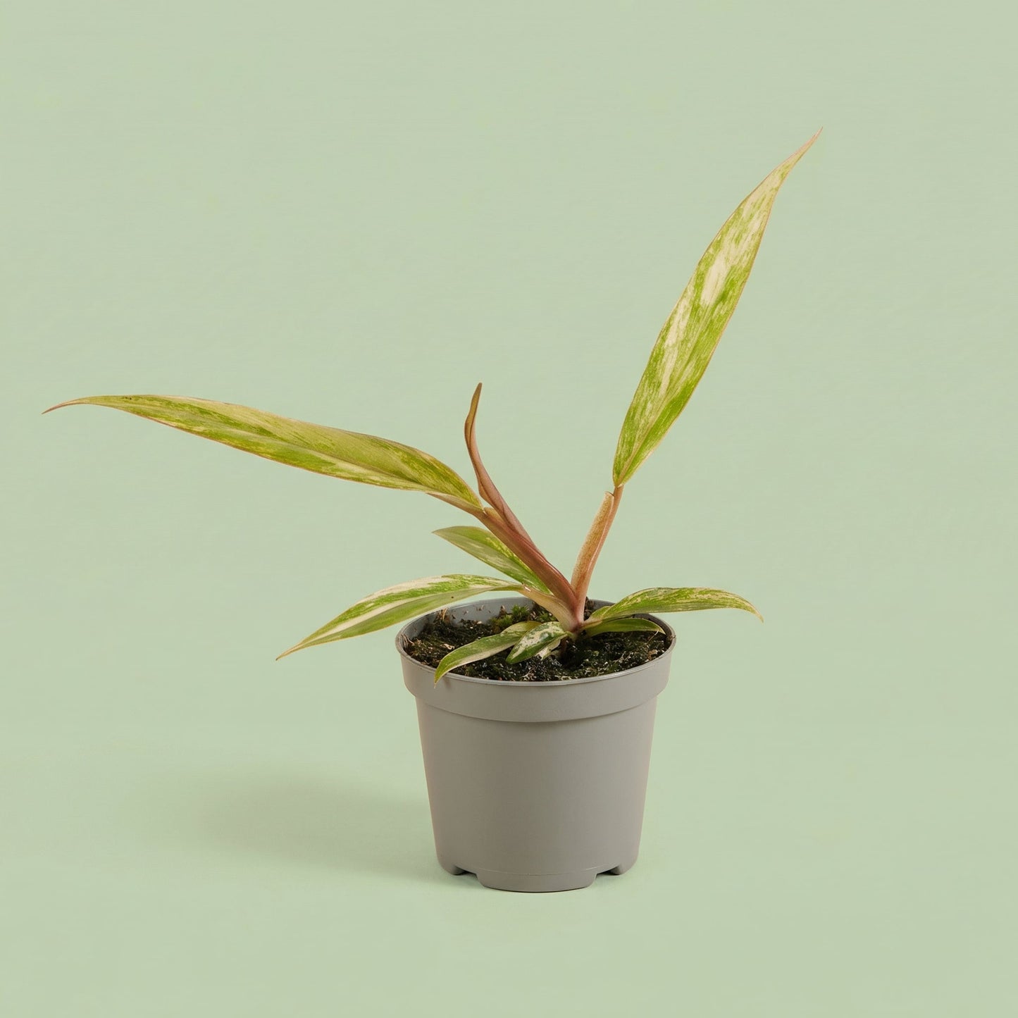 MM-MEC-0855 - plants