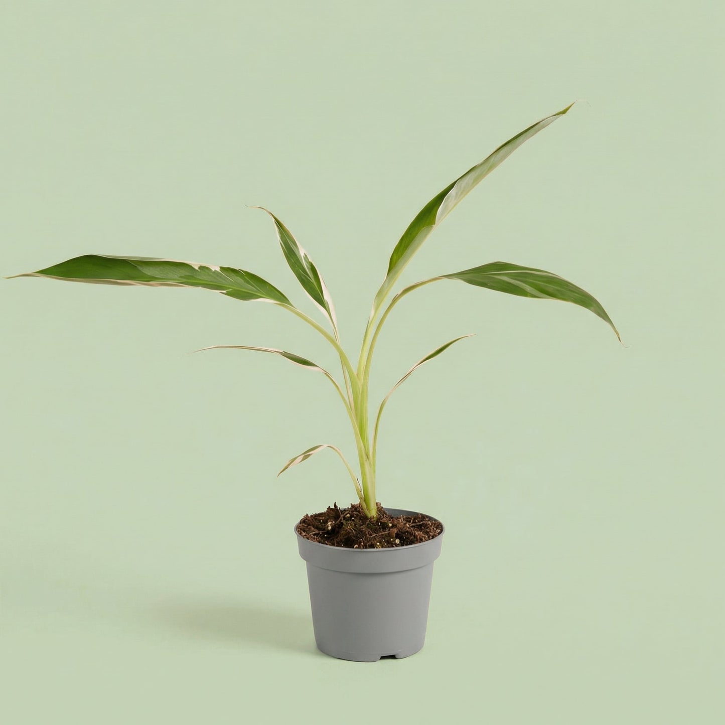 MM-MEC-1132 - plants