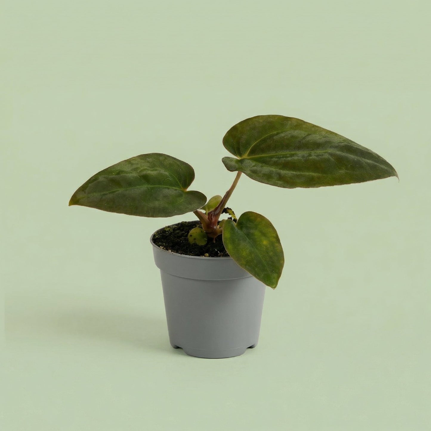 MM-MEC-1295 - plants