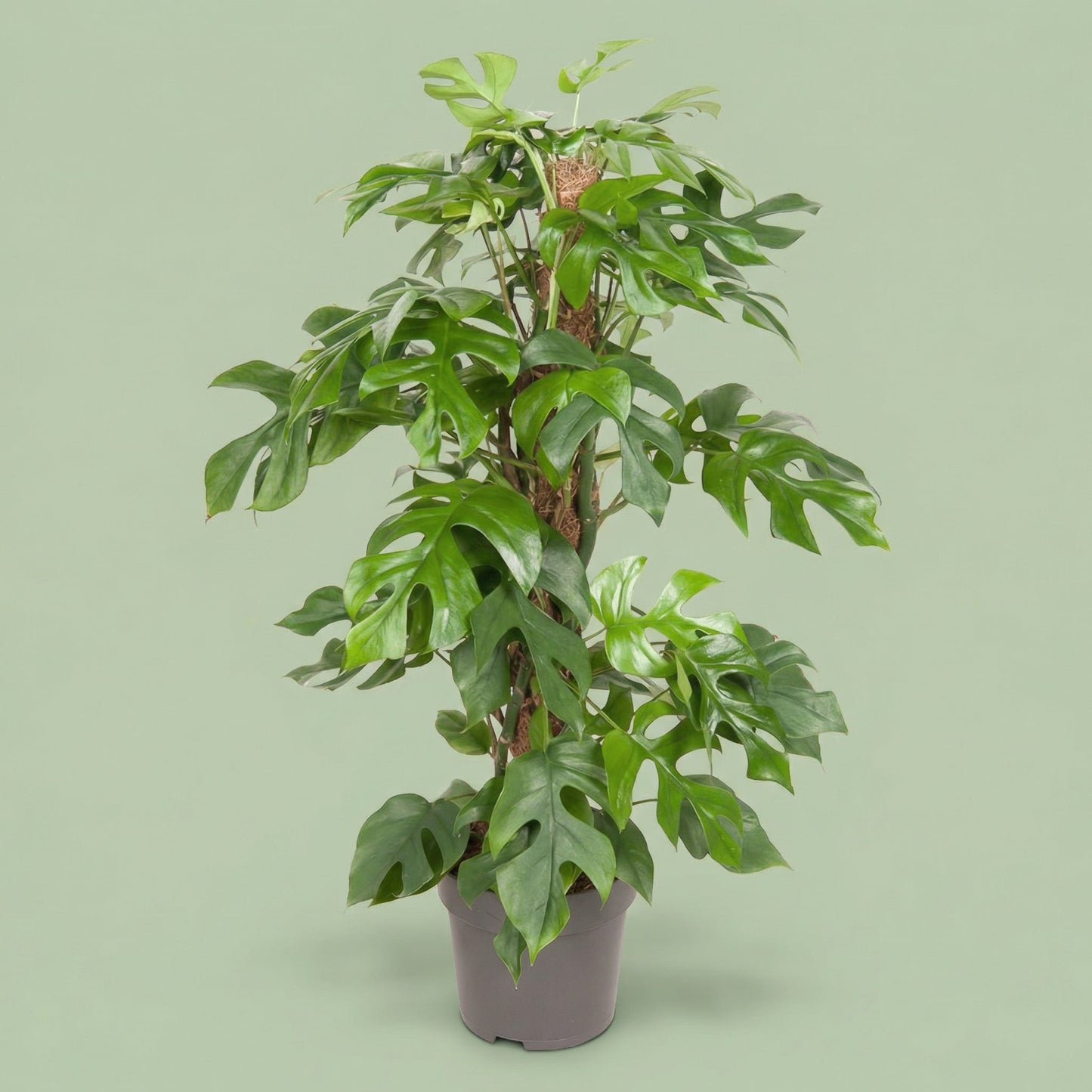 Monstera Minima L - plants